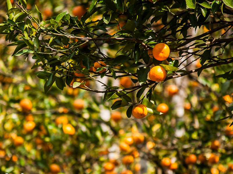 River Orange garden